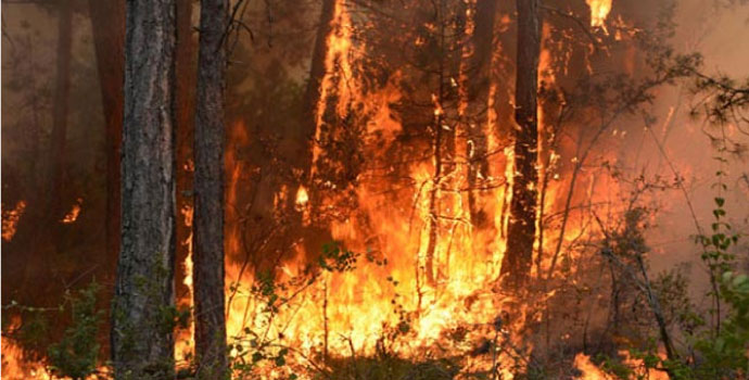 PKK orman yangını çıkaracak